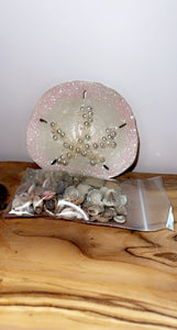 Pearl Sand Dollar and seashells