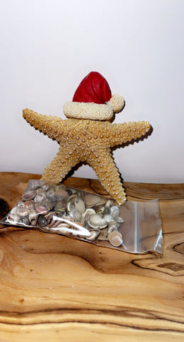Holiday Starfish and seashells